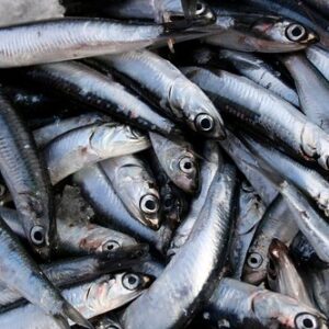 ANCHOVY