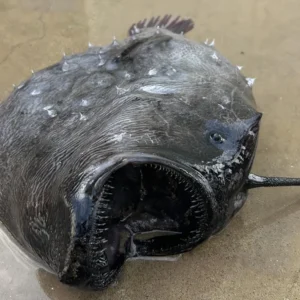 ANGLERFISH