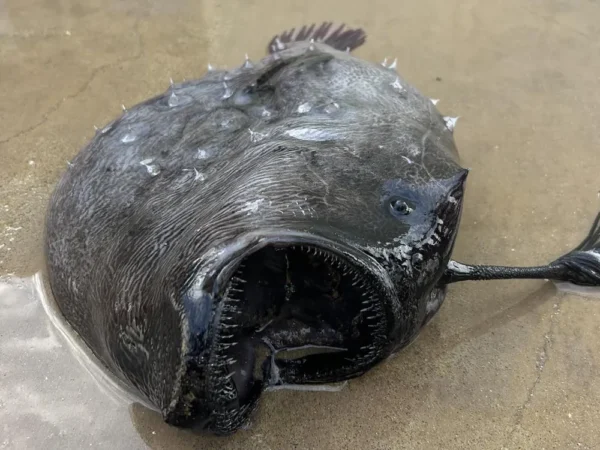 ANGLERFISH