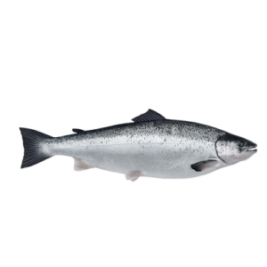 Whole Atlantic Salmon (Salmo salar)