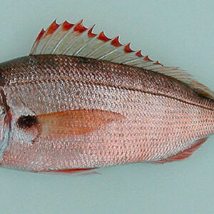 AXILLARY SEABREAM