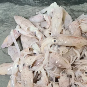 BABY SQUID