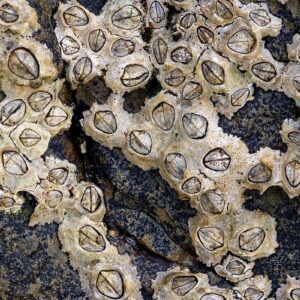 BARNACLE