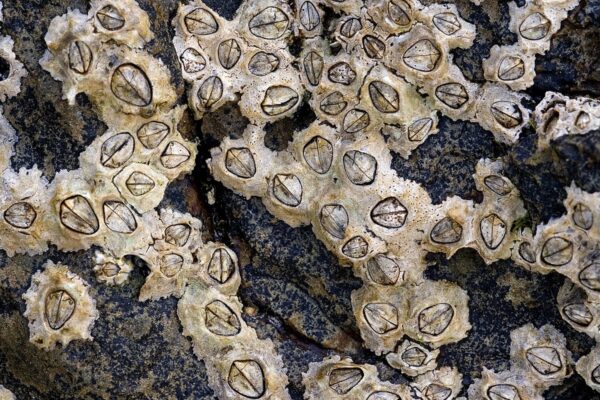 BARNACLE