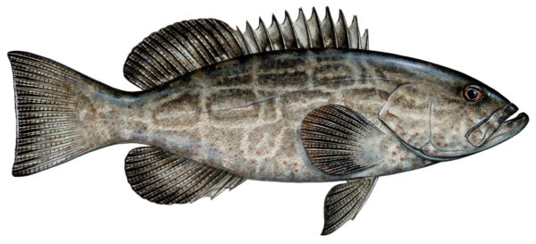 BLACK GROUPER