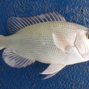 BLUE SPOTTED BREAM