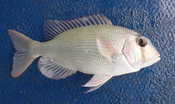 BLUE SPOTTED BREAM