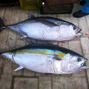 BLUEFIN TUNA