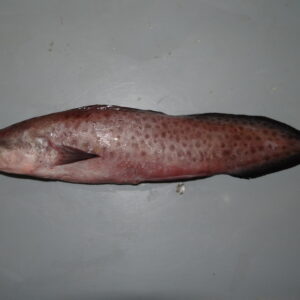Brotola Pink Cusk-Eel (Genypterus blacodes)