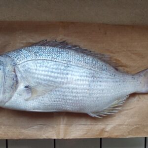 COMMON DENTEX