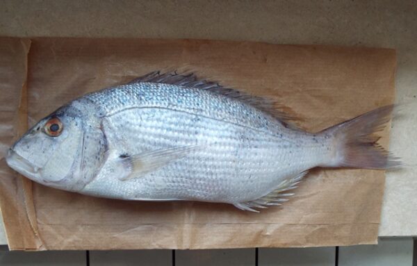 COMMON DENTEX
