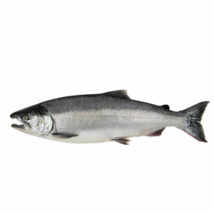 Wholesale Coho Salmon, Oncorhynchus kisutch