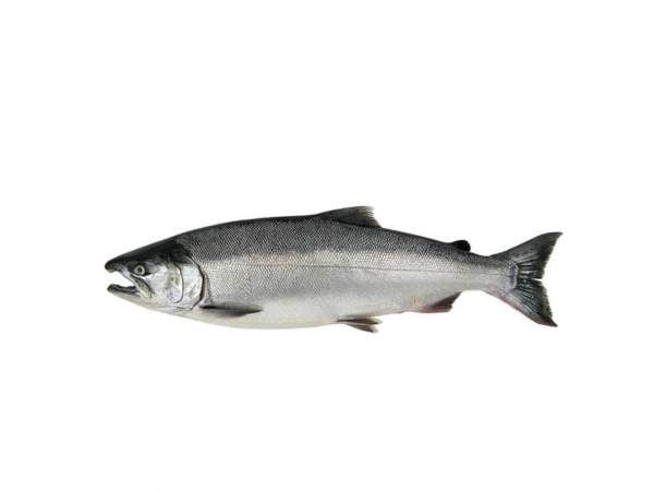 Wholesale Coho Salmon, Oncorhynchus kisutch