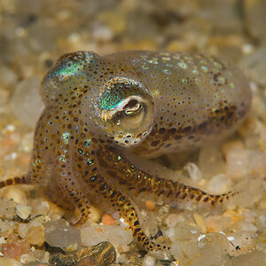 DWARF BOBTAIL