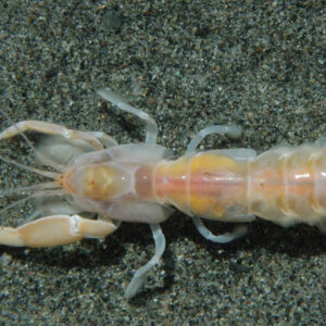GHOST SHRIMP