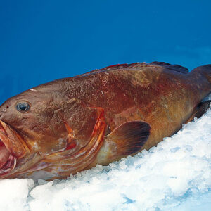 GROUPER