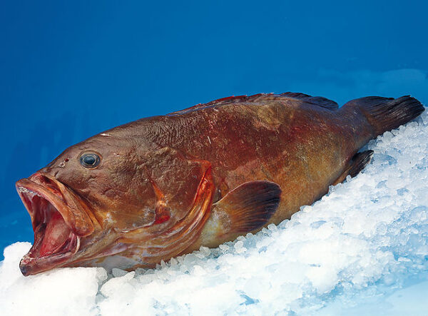 GROUPER