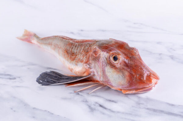 GURNARD