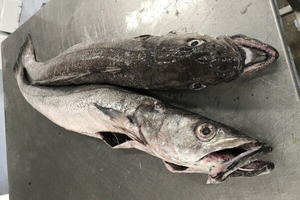 HAKE