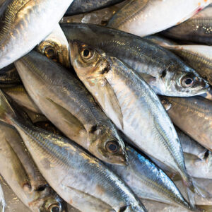HORSE MACKEREL