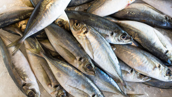 HORSE MACKEREL