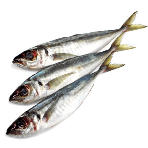 Horse Mackerel
