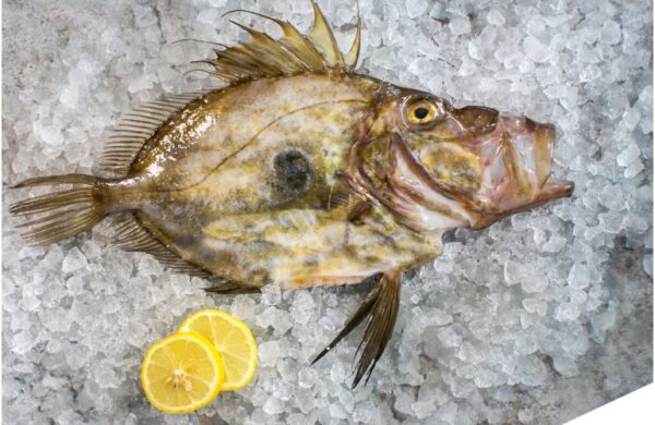 JOHN DORY