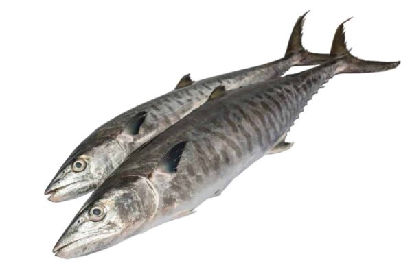 kingfish wholesale