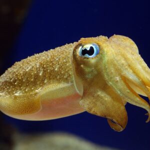 LITTLE CUTTLEFISH