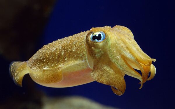 LITTLE CUTTLEFISH
