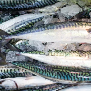 MACKEREL