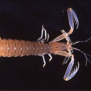 MANTIS PRAWNS