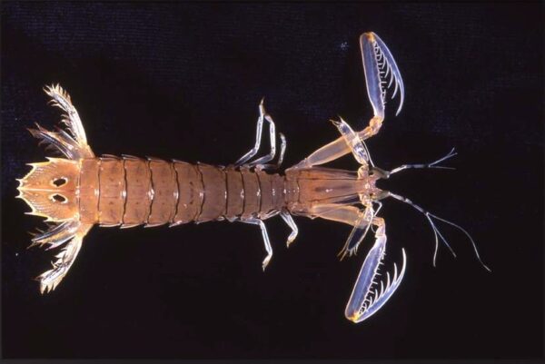 MANTIS PRAWNS