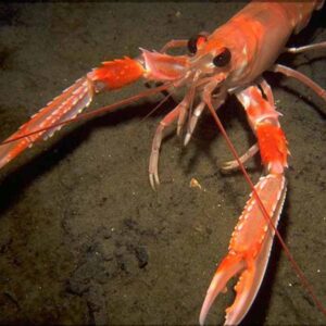 NORWAY LOBSTER
