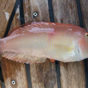 PEARLY RAZORFISH