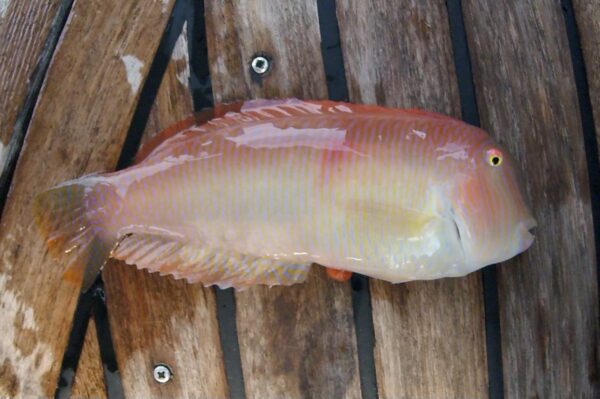 PEARLY RAZORFISH