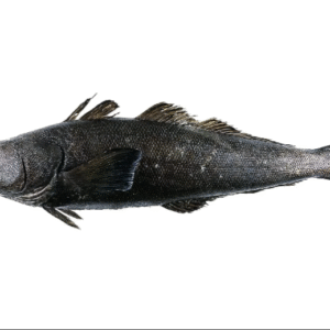 Patagonian Toothfish Wholesale