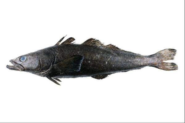 Patagonian Toothfish Wholesale