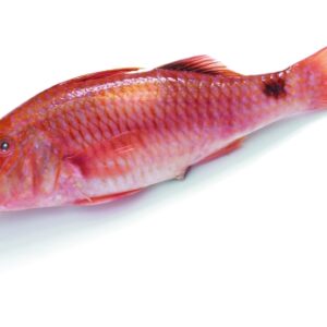 RED MULLET
