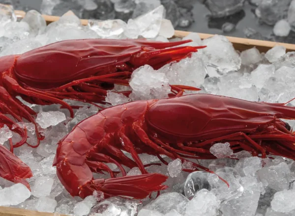 RED PRAWNS