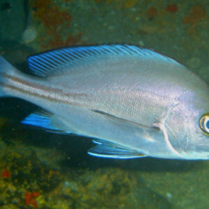 RUBERLIP GRUNT