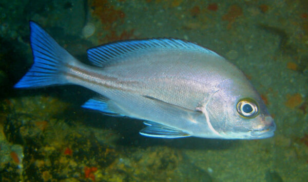 RUBERLIP GRUNT