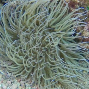 SEA ANEMONIA