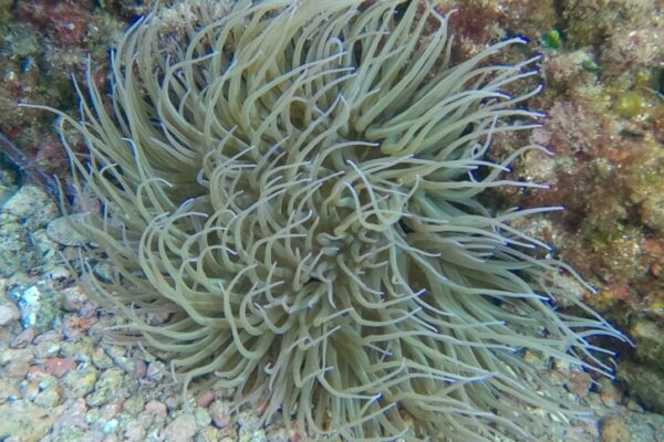 SEA ANEMONIA