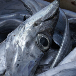 SILVER SCABBARDFISH