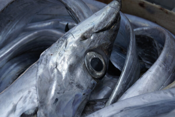 SILVER SCABBARDFISH