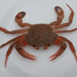 SMOOTH SWIMCRAB