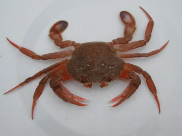 SMOOTH SWIMCRAB