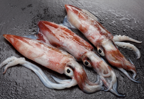 SQUID