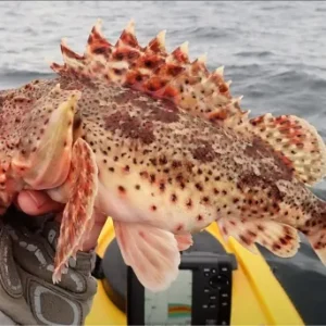SCORPION FISH